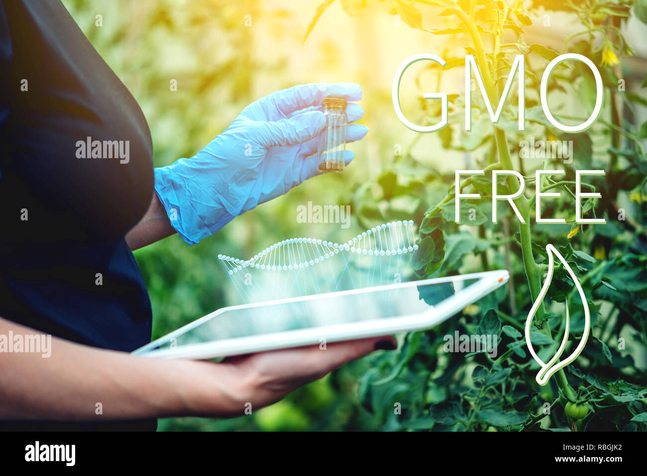 Woman scientist genetic engineer with a tablet testing the plant for the presence of genetic modification. GMO-free products and organisms Stock Photo