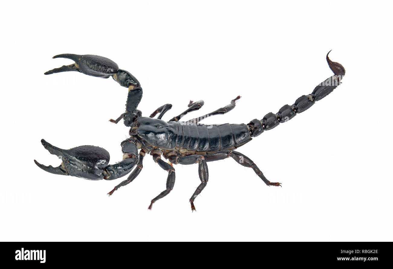 Black scorpion tail isolated hi-res stock photography and images - Alamy