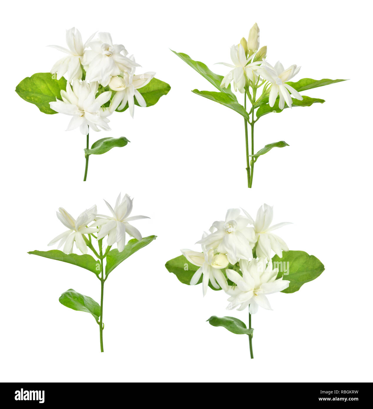 Jasmine isolated on white background Stock Photo - Alamy