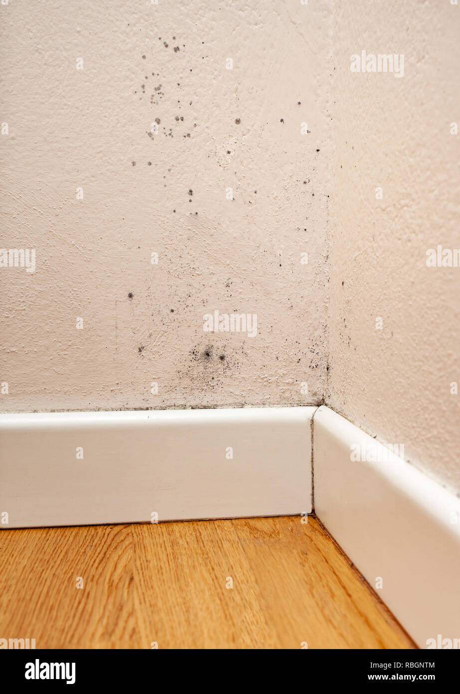 Black Mold In The Corner Of The Walls Stock Photo 230864388 Alamy