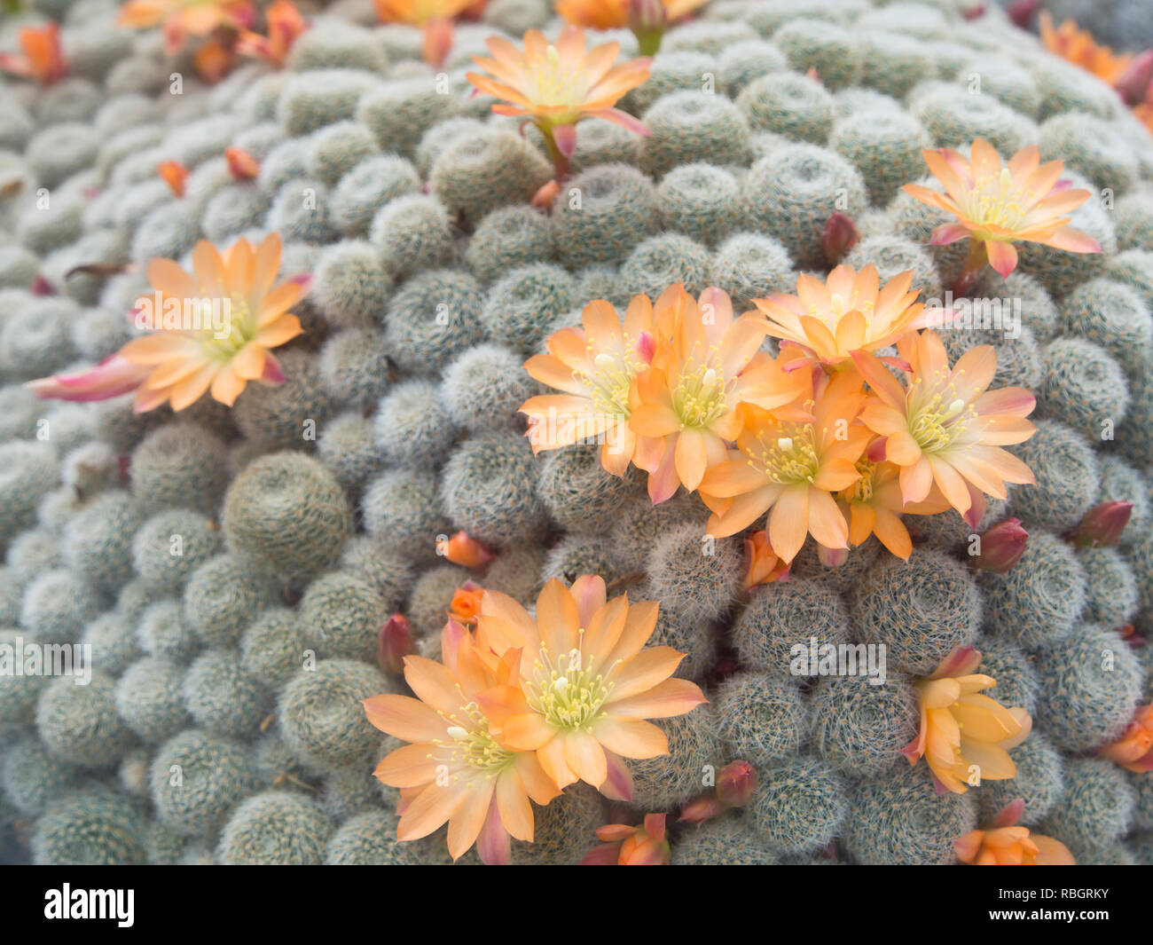 Rebutia heliosa a cactus originating in Bolivia, photo from the Botanical garden in Oslo Norway Stock Photo