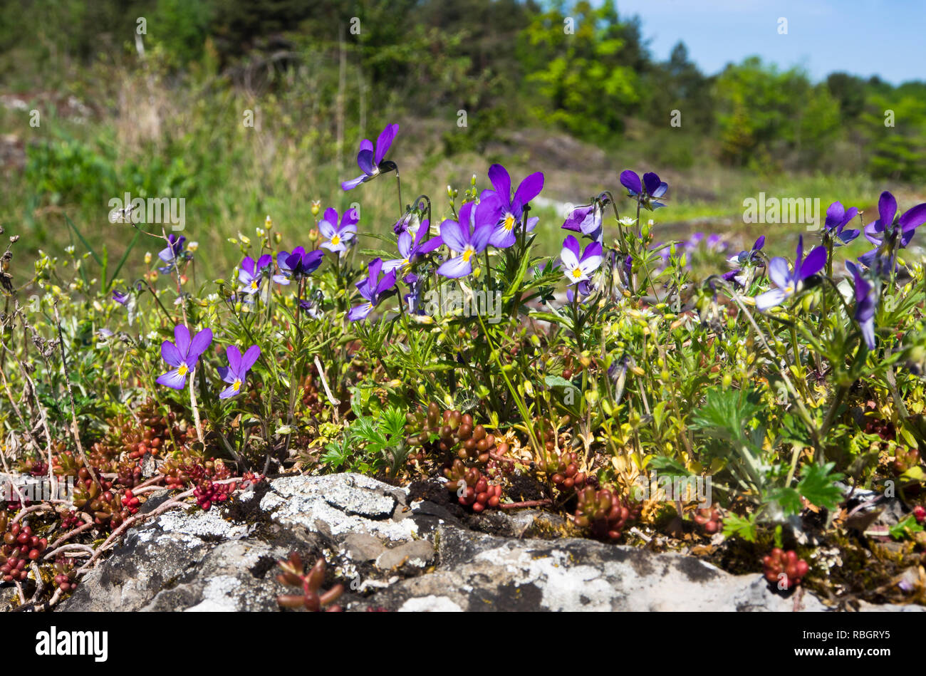 Viola tricolor or Johnny Jump up, in Rambergoya, an island in the Oslo Fjord Norway Stock Photo