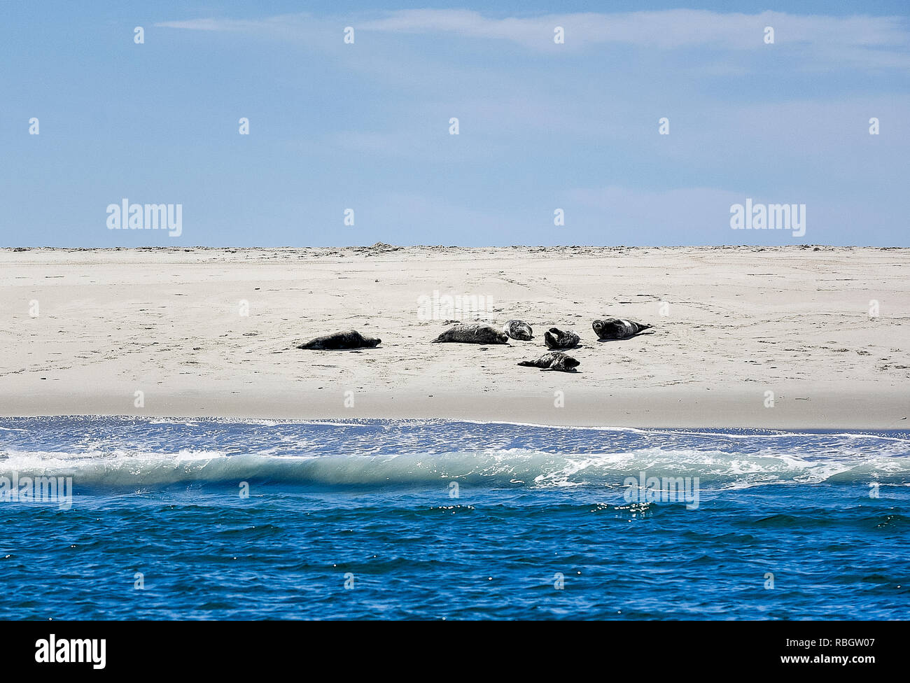 Sunbathing seals, Monomoy National Wildlife Refuge, Chatham, Cape Cod, Massachusetts, USA. Stock Photo