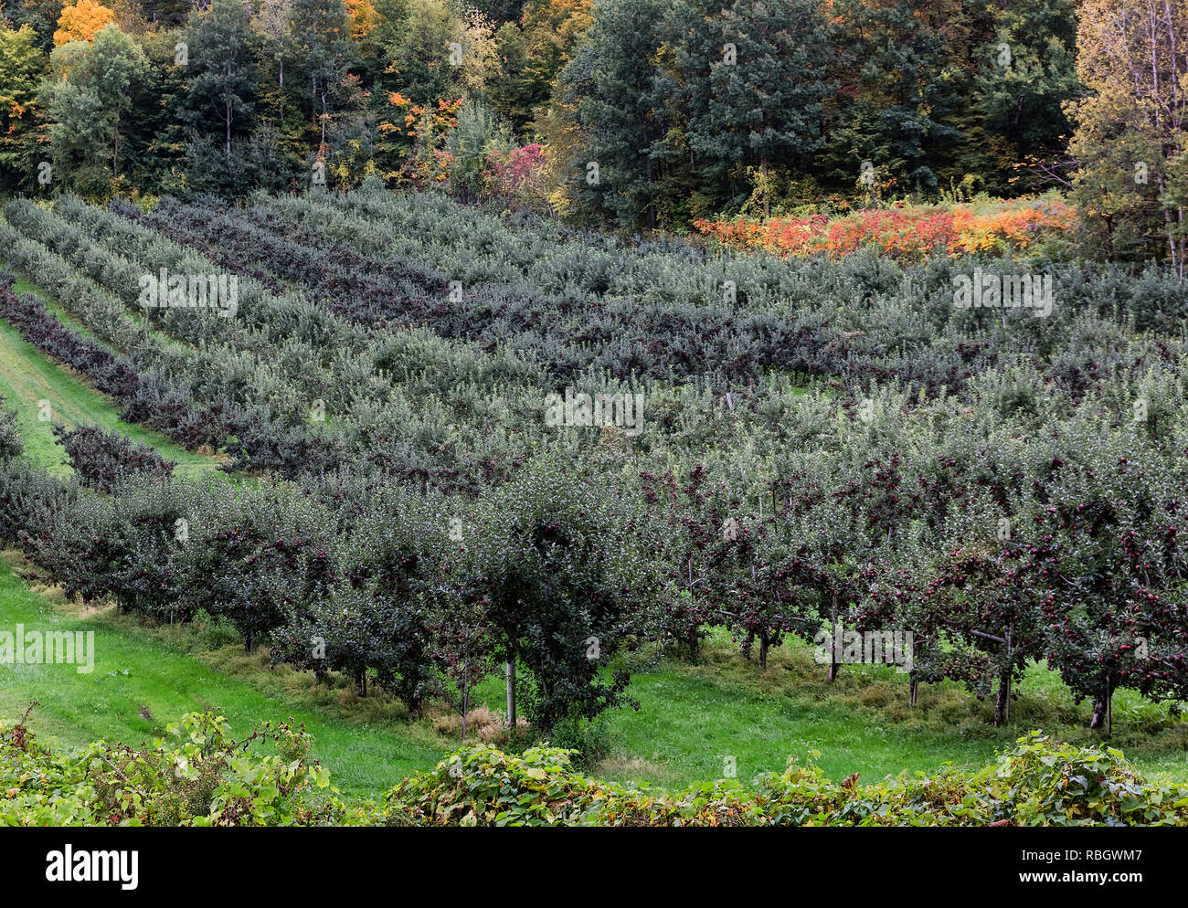 Apple orchard, Bennington, Vermont, USA. Stock Photo