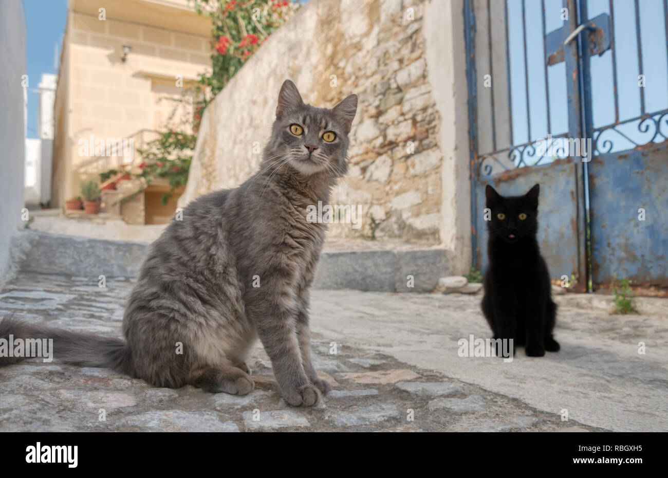 Cute cats sitting in a narrow Greek alleyway, Syros, Cyclades, Greece Stock Photo