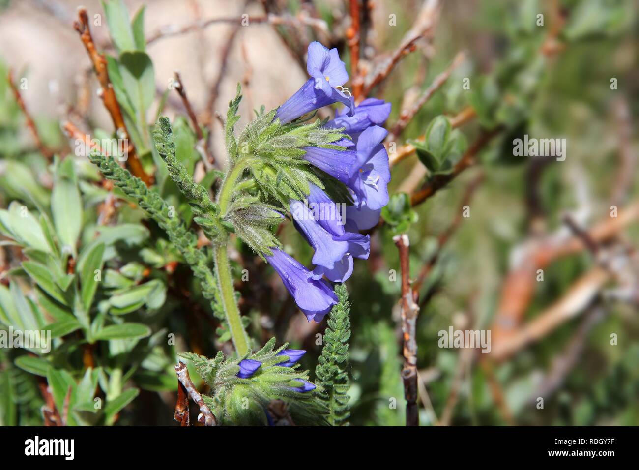 Nature in Rocky Mountain National Park in Colorado, USA. Wildflowers of sky pilot (Polemonium viscosum) species, also known as skunkweed. Stock Photo