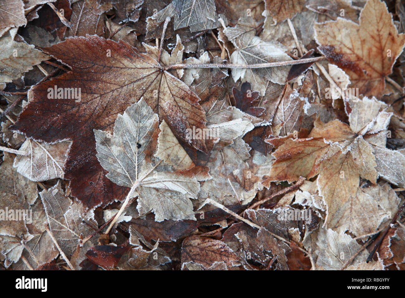 Frozen maple leaves ground in winter Stock Photo - Alamy