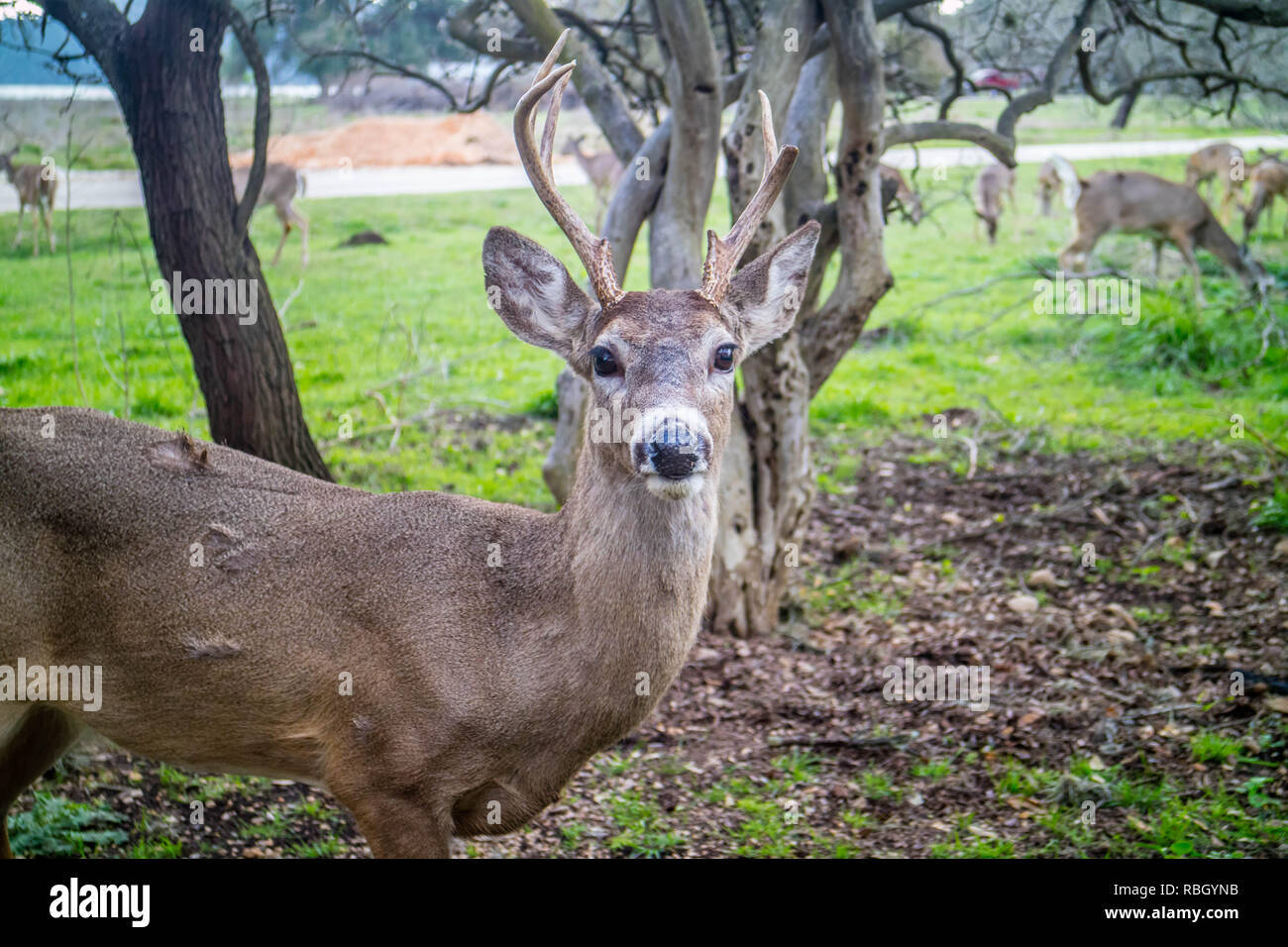 A WhiteTailed Deer in Lake Hills, Texas Stock Photo Alamy