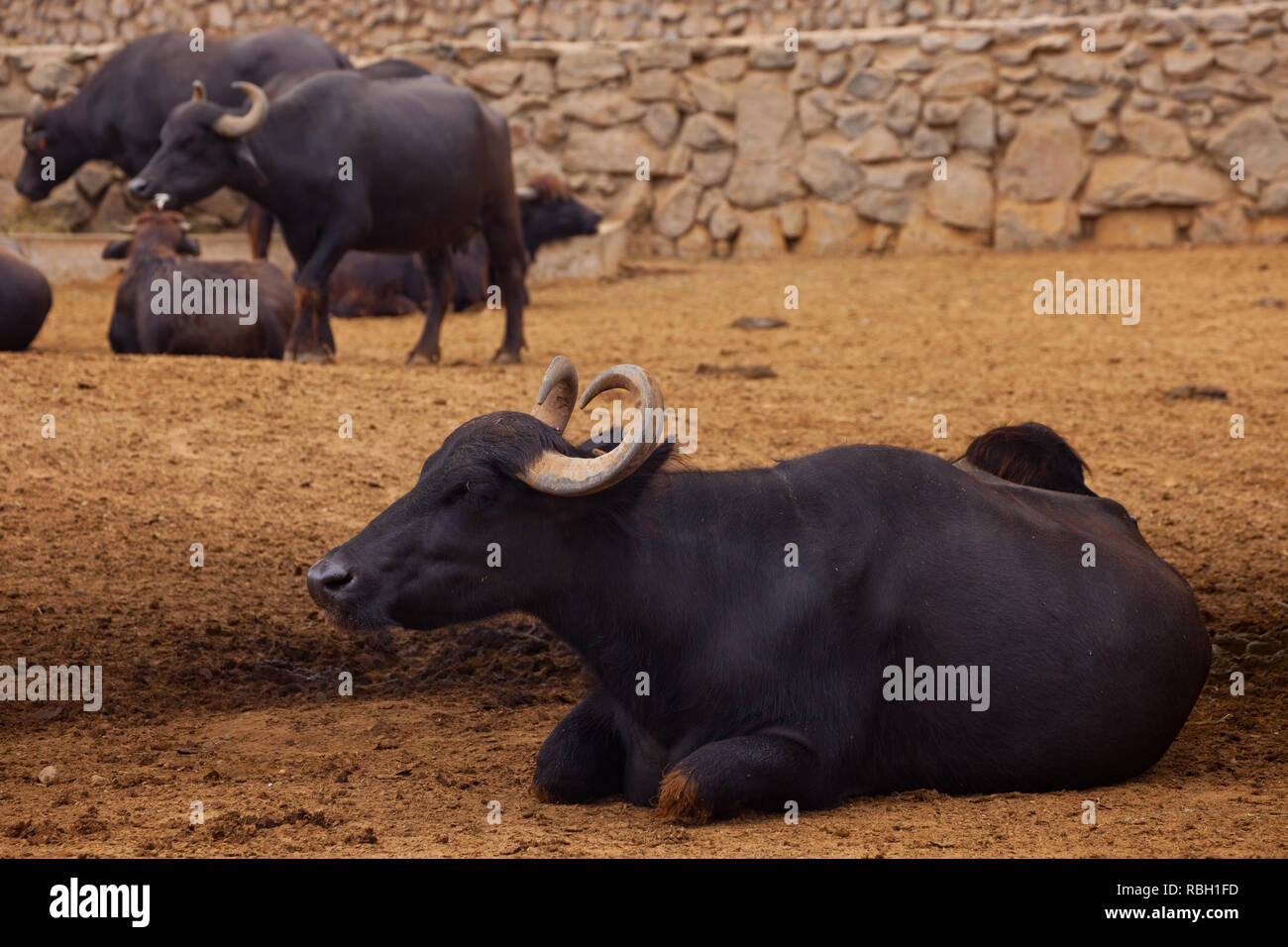 Ox in the zoo of Lima in Peru Stock Photo