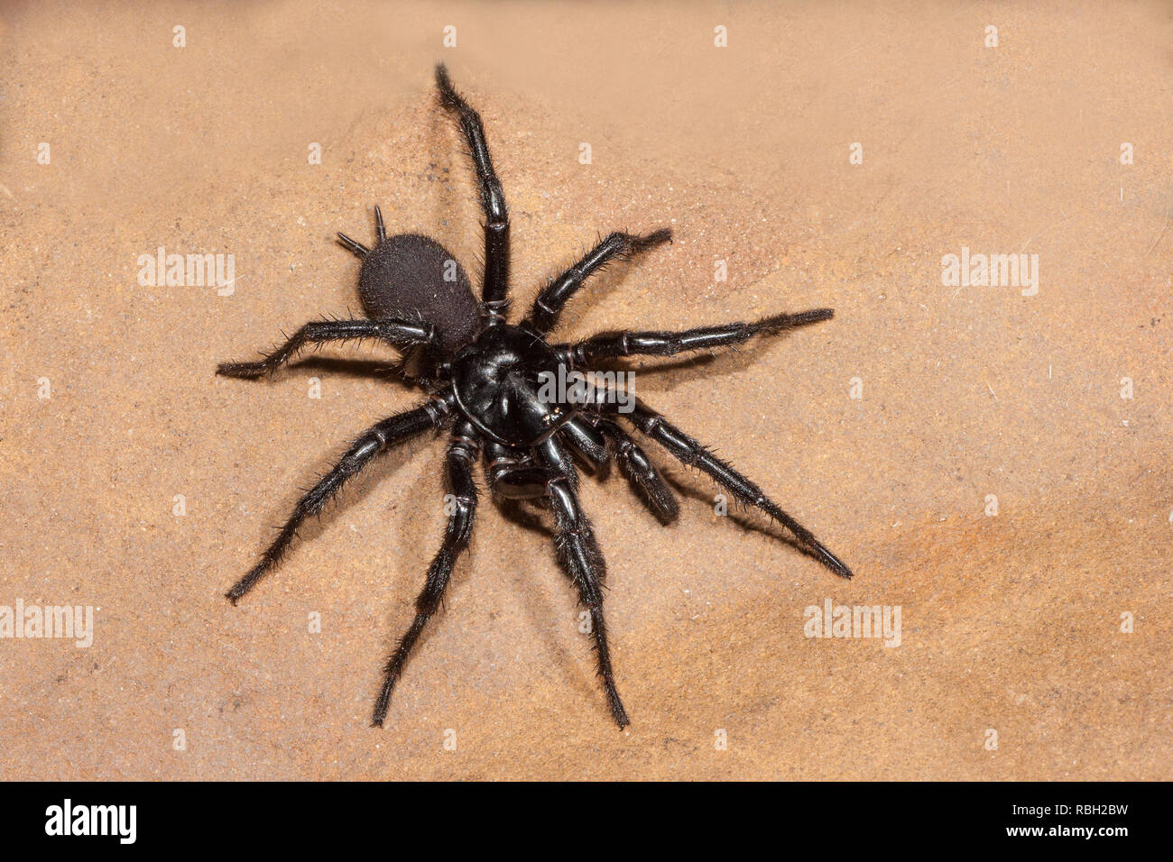 Funnel Web Spider Stock Photo
