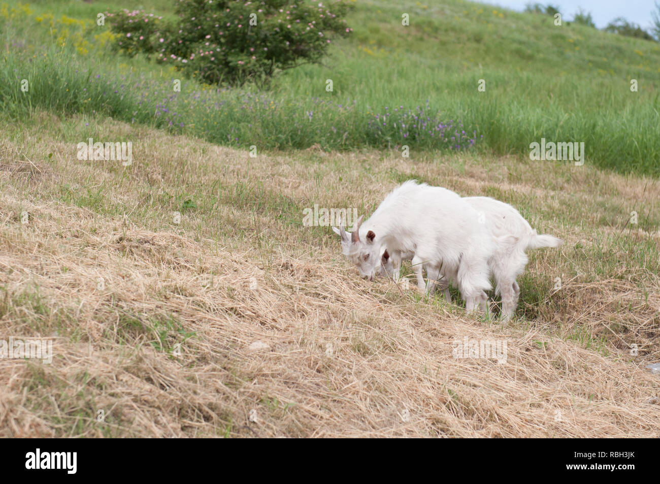 White goat grazing on a hillside. Stock Photo