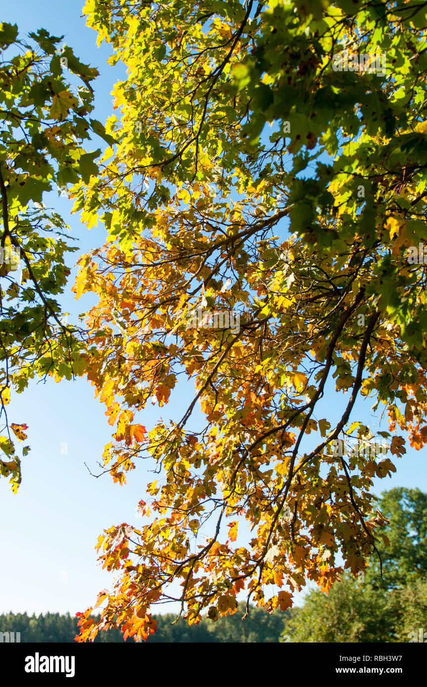 Autumn season. Tree with yellow and green leaves. Stock Photo