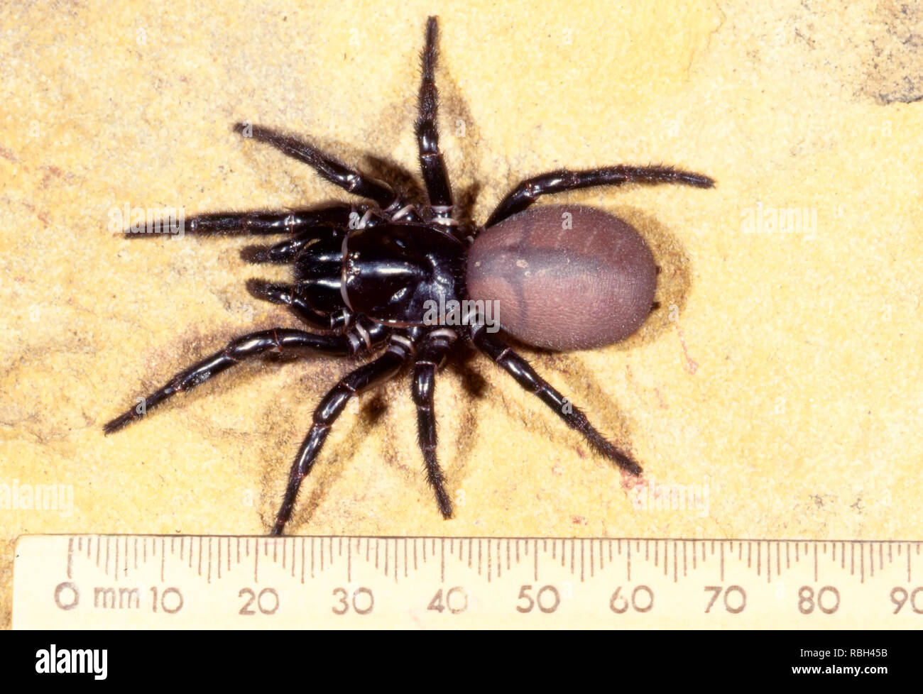 Blue Mountains Funnelweb Spider Hadronyche versuta Large female Highly dangerous spider from