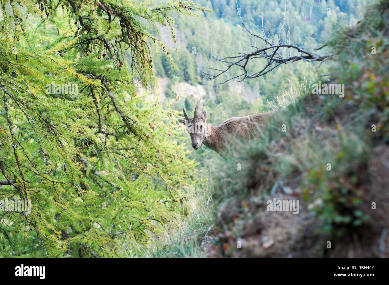 Western Alps are the western part of the Alpine range. Stock Photo