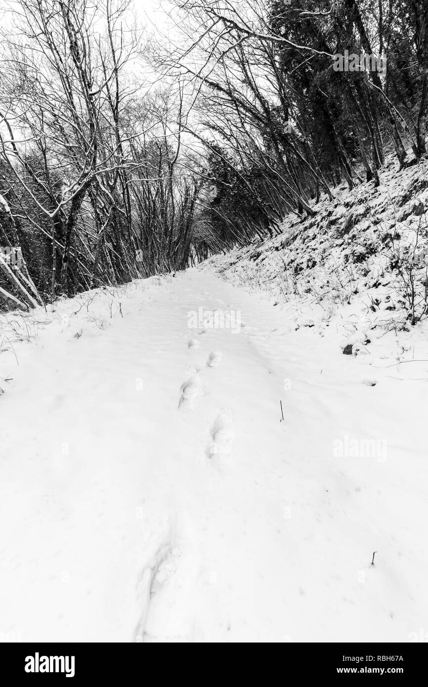 A path in the middle of woods covered by snow, with footsteps in the foreground Stock Photo
