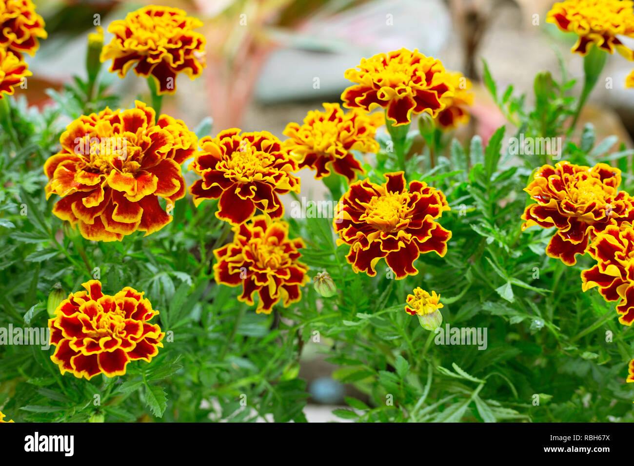 Red yellow marigold hires stock photography and images Alamy