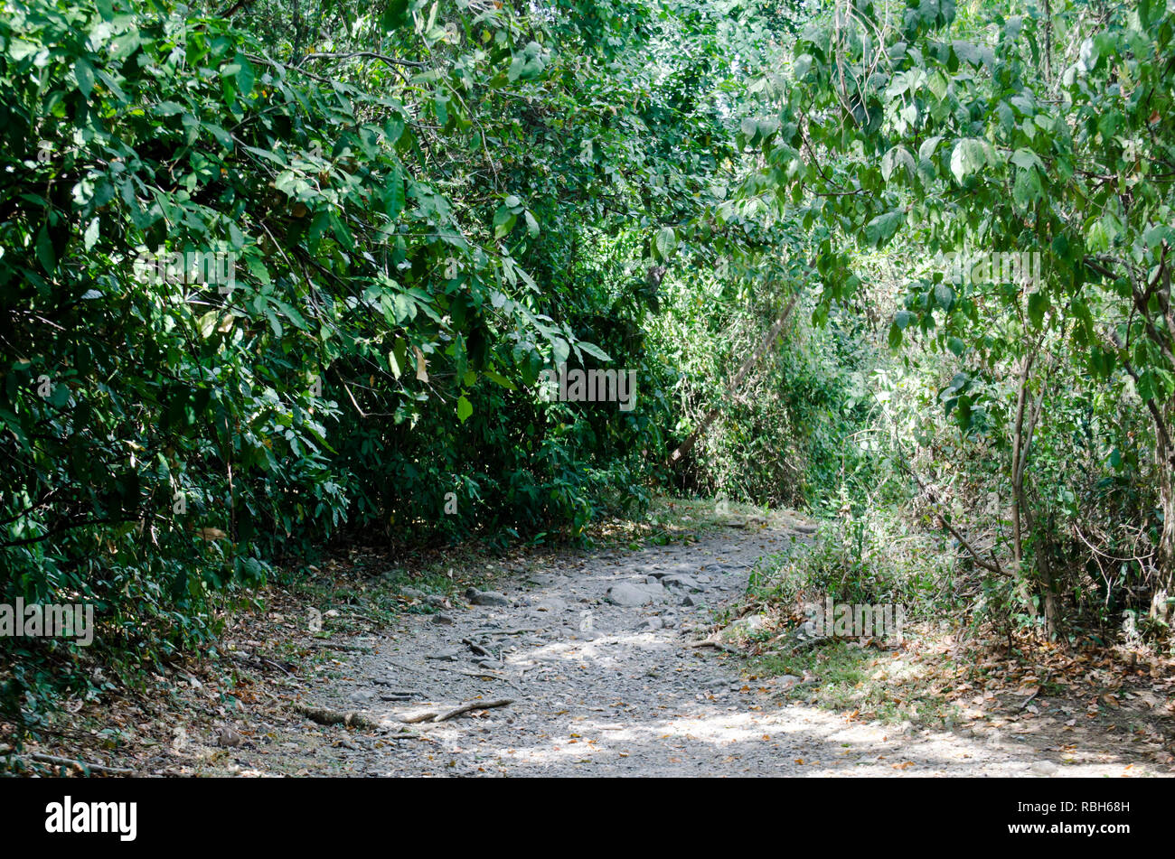 Path into the tropical dry forest at the beginning of the dry season in Panama Stock Photo