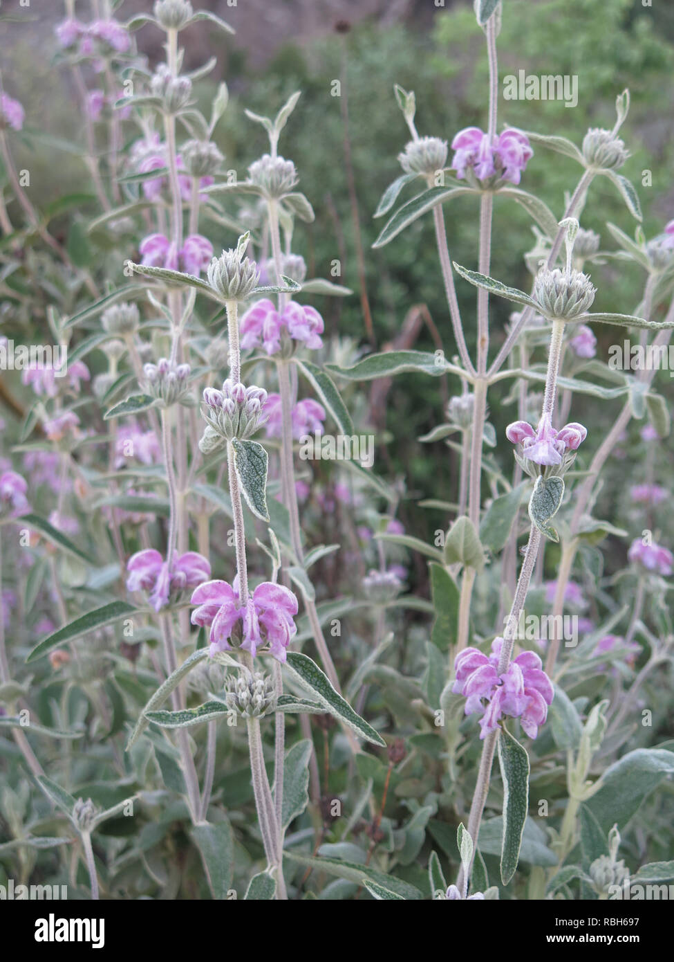 Lamb's ear type weed growing roadside in Andalusia Stock Photo Alamy