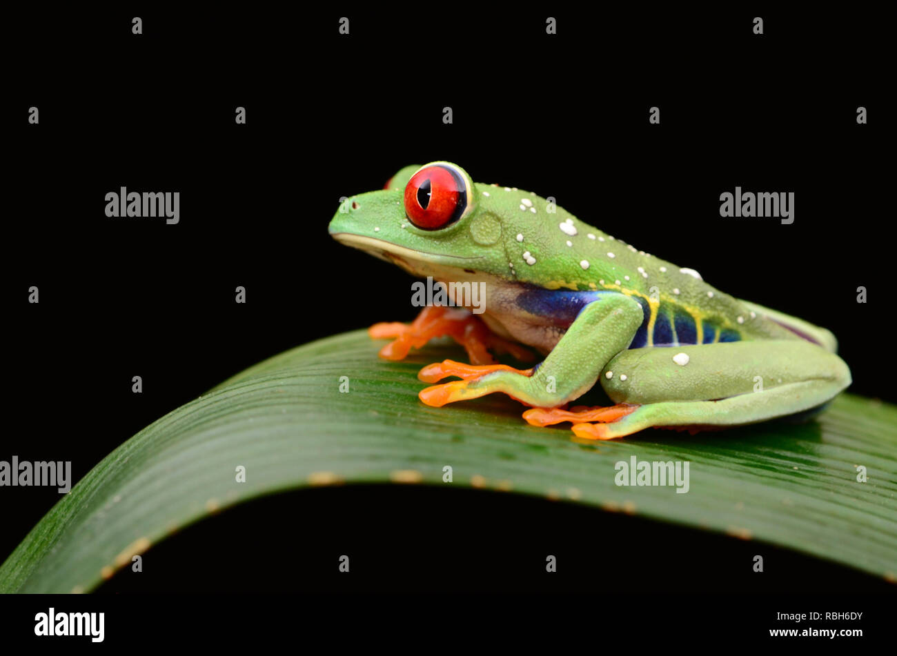 Red Eyed Green Tree Frog (Agalychnis callidryas Stock Photo Alamy