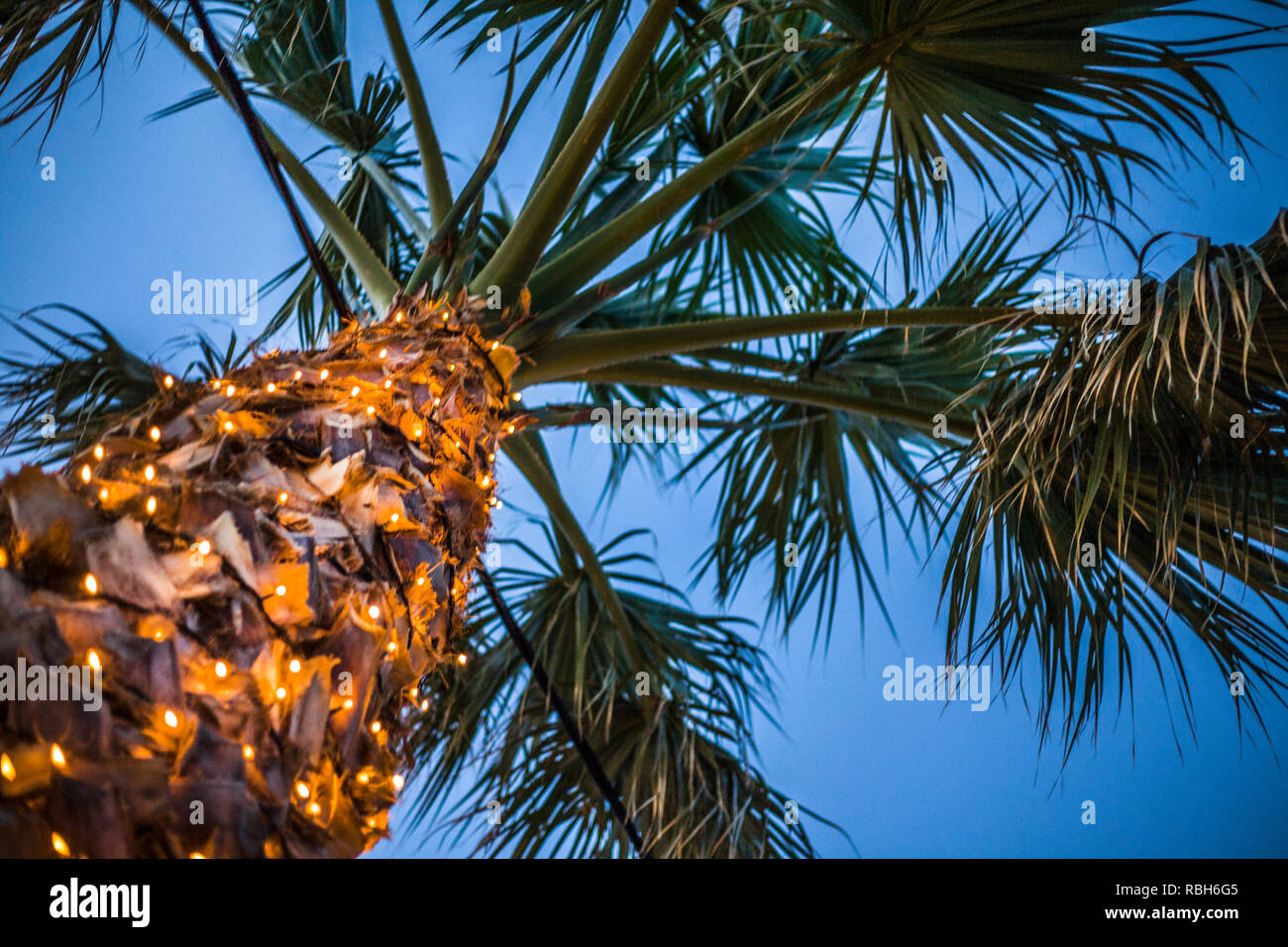 Upward Shot of Tall Palm Tree under Blue Sky. Tiny LED Lights