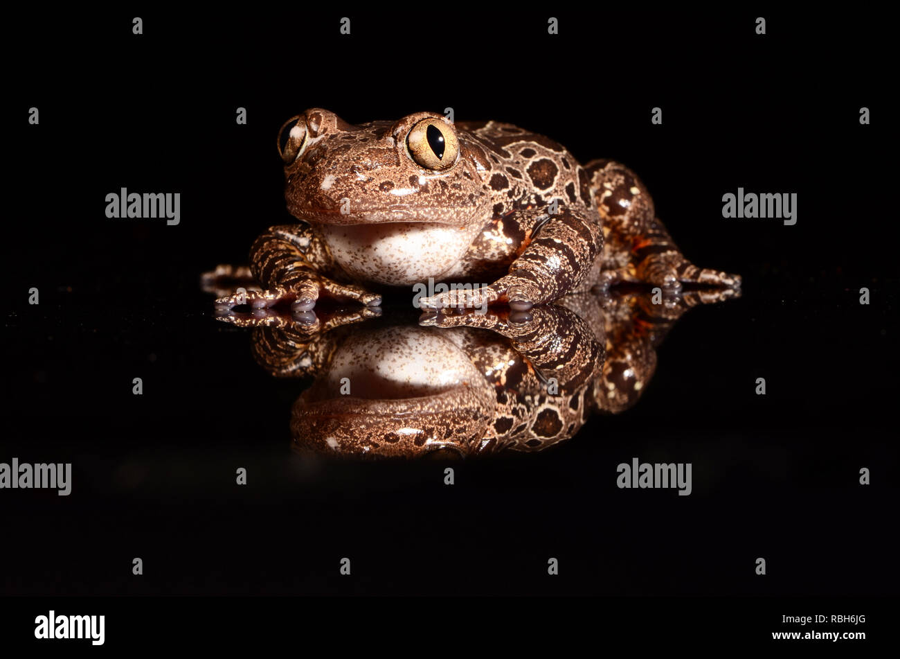 Tiger Legged Running Frog (Phlyctimantis maculatus) Stock Photo