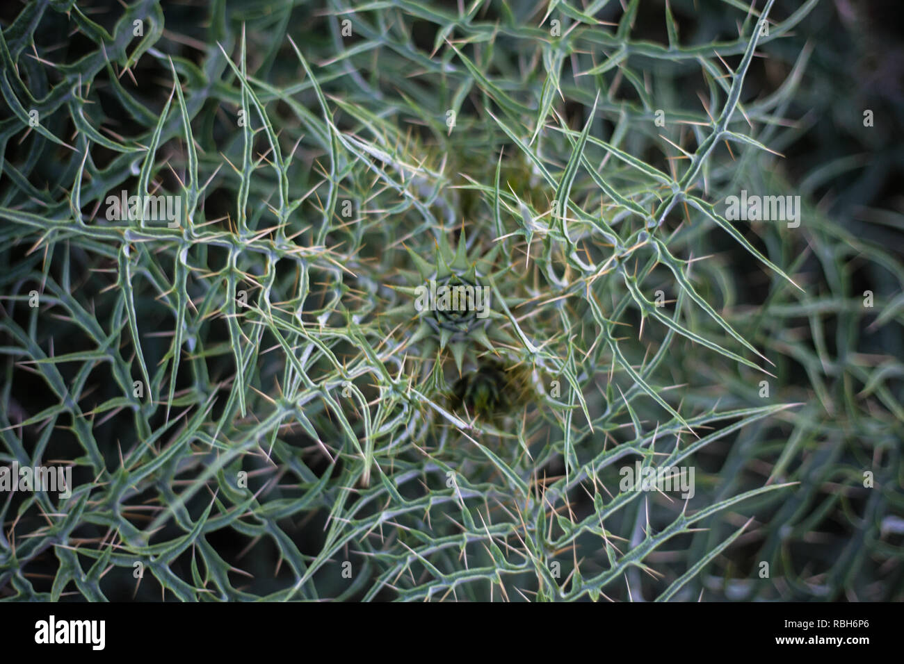 Cactus Plant Spreading its Prickles, Spikes and Thistles. Green Thorny Bush Closeup Top View Shot. Seamless Details of Sharp and Pointed Stems and Lea Stock Photo
