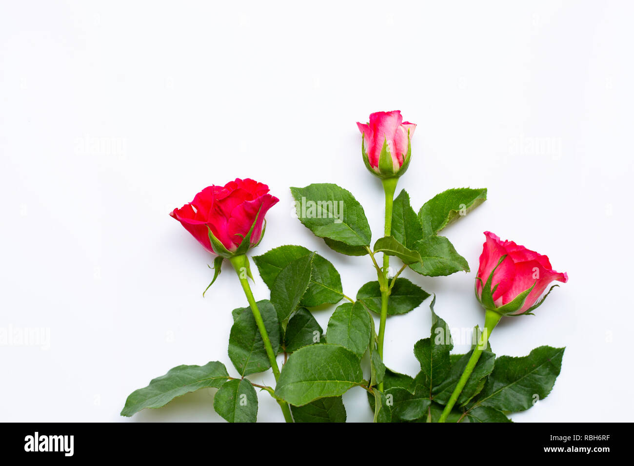 Rose flowers on white background. Copy space Stock Photo - Alamy