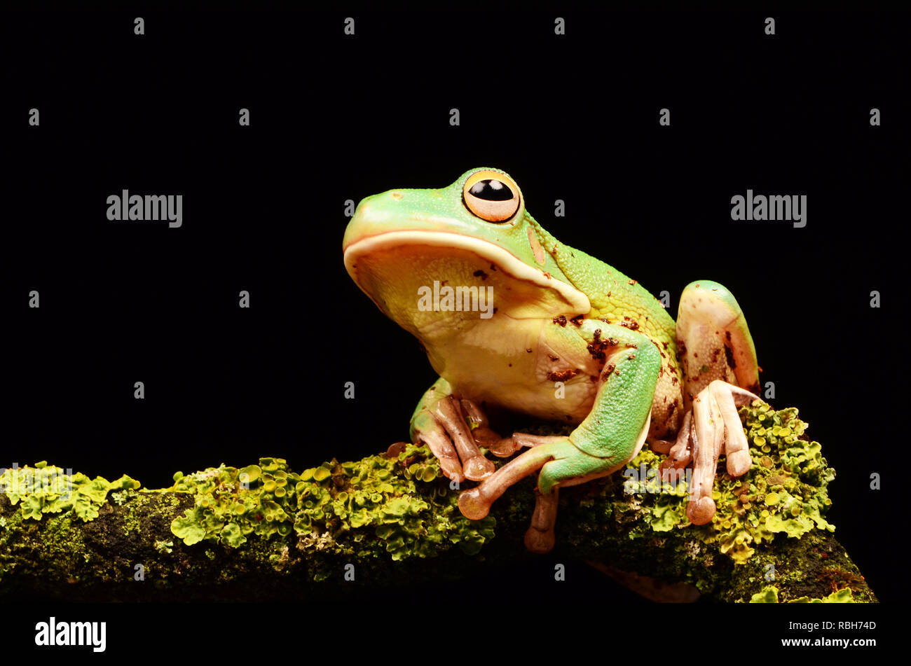 Labed Tree Frog White-Lipped Tree Frog (Litoria infrafrenata Stock Photo - Alamy