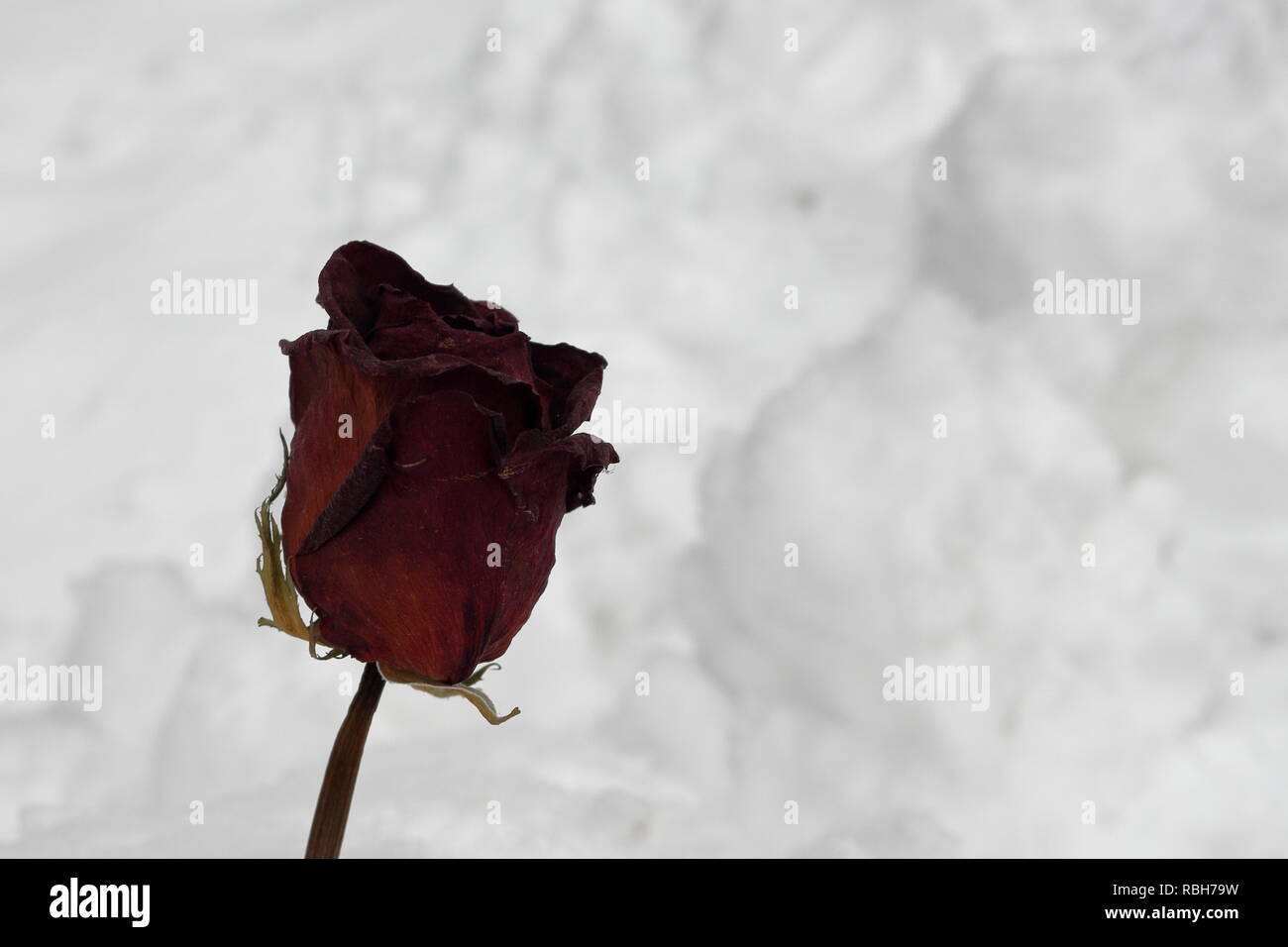 Dry red rose, snow in the background Stock Photo