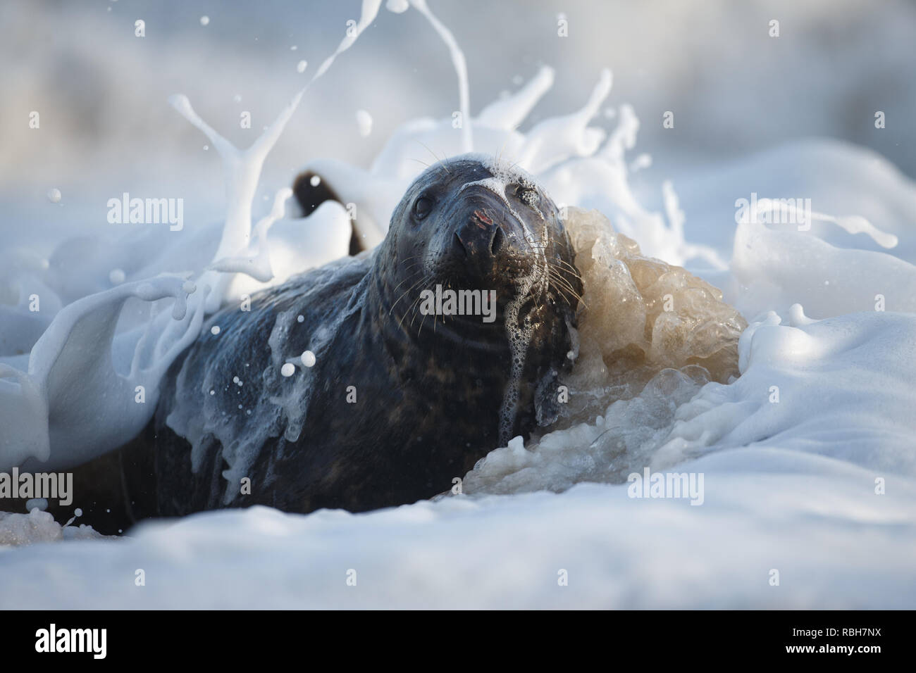 A battle scarred grey seal bull in the surf Stock Photo