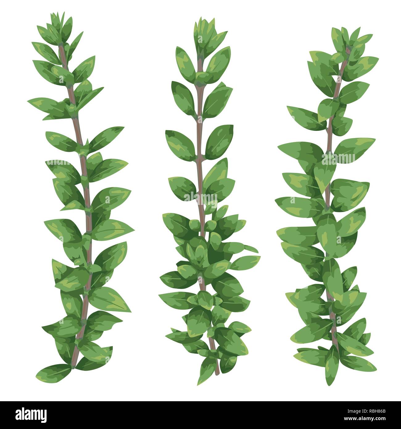 Boxwood Vector Set of silhouettes of a branches boxwood (buxus) isolated on white ...