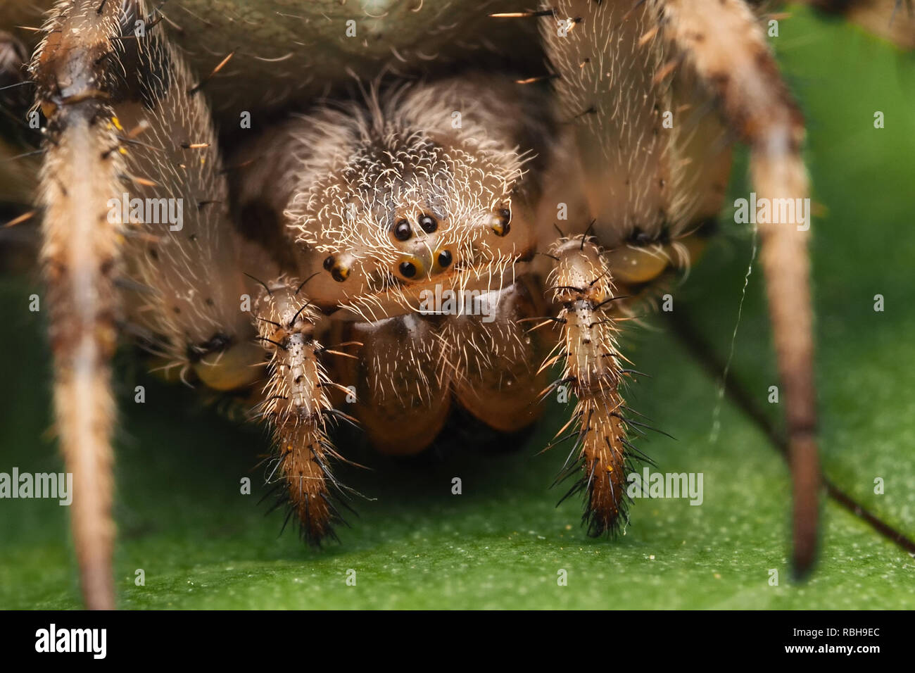 Close up of the face of a Four-spotted Orb Weaver spider (Araneus quadratus) resting on a leaf. Tipperary, Ireland Stock Photo