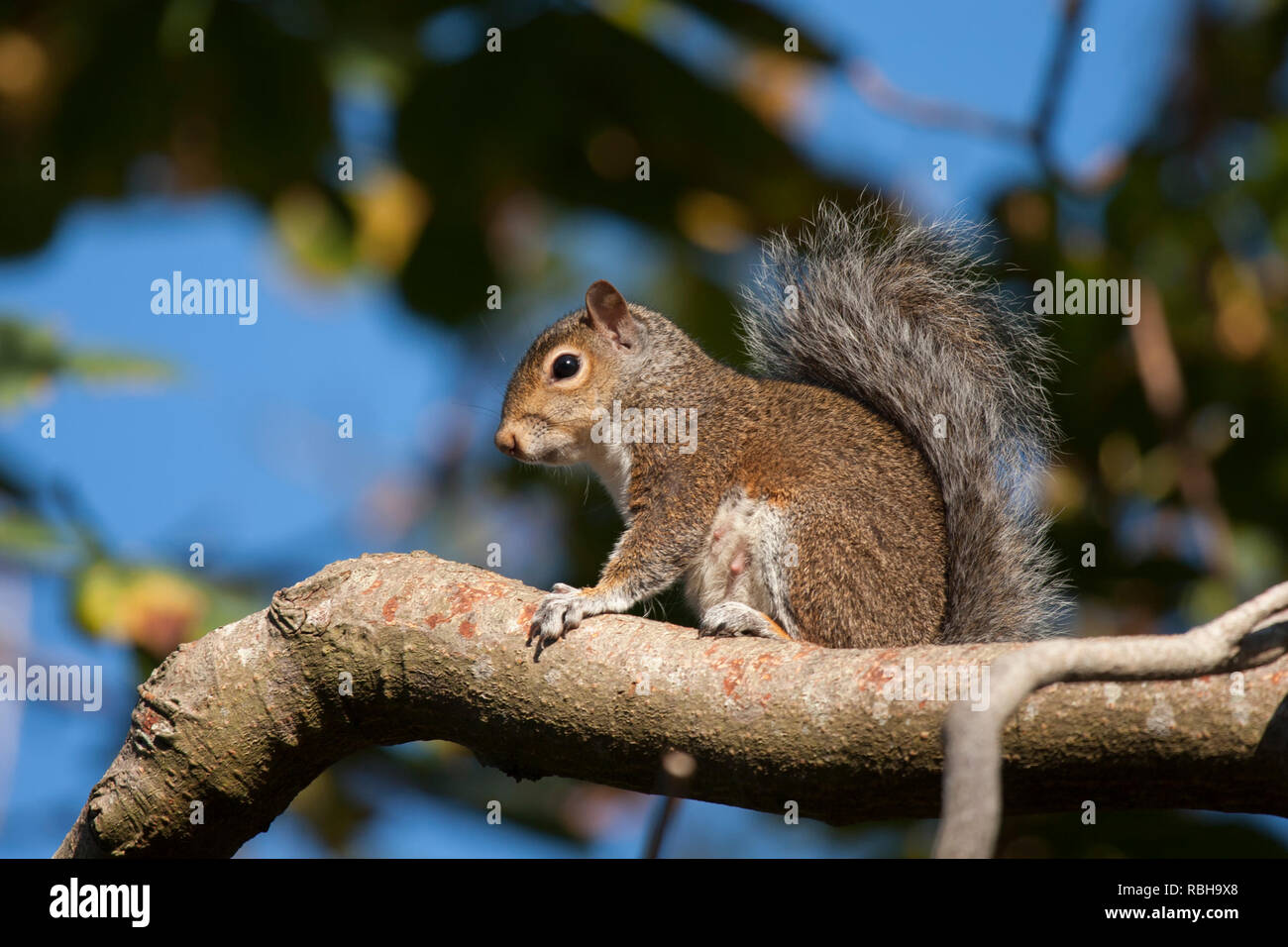 Grey Squirrel (Sciurus carolinensis) sitting up high on a tree branch. Tipperary, Ireland Stock Photo