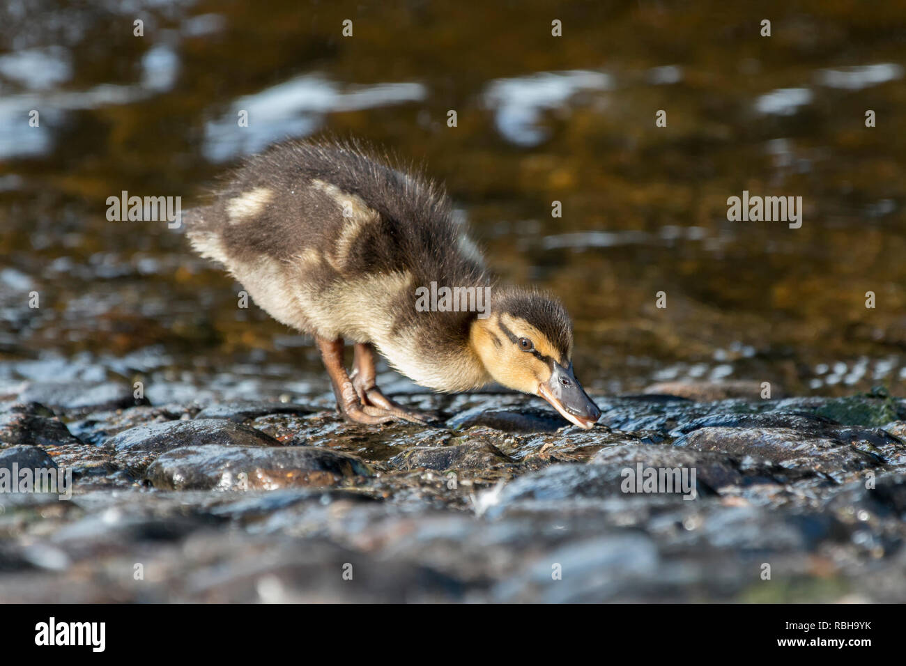 Mallard duckling (Anas platyrhynchos) foraging for food at bank of river suir. Cahir, Tipperary, Ireland Stock Photo