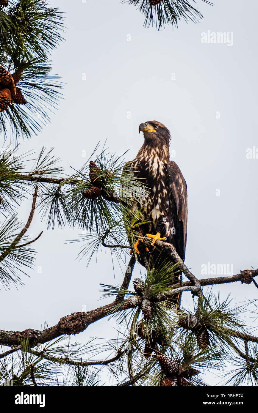 Juvenile Bald Eagle Stock Photo Alamy
