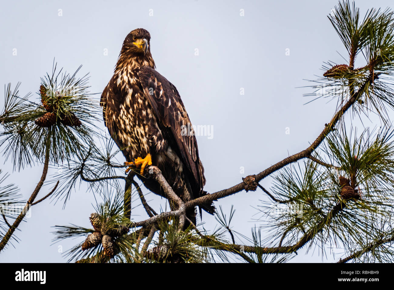 Juvenile Bald Eagle Stock Photo - Alamy