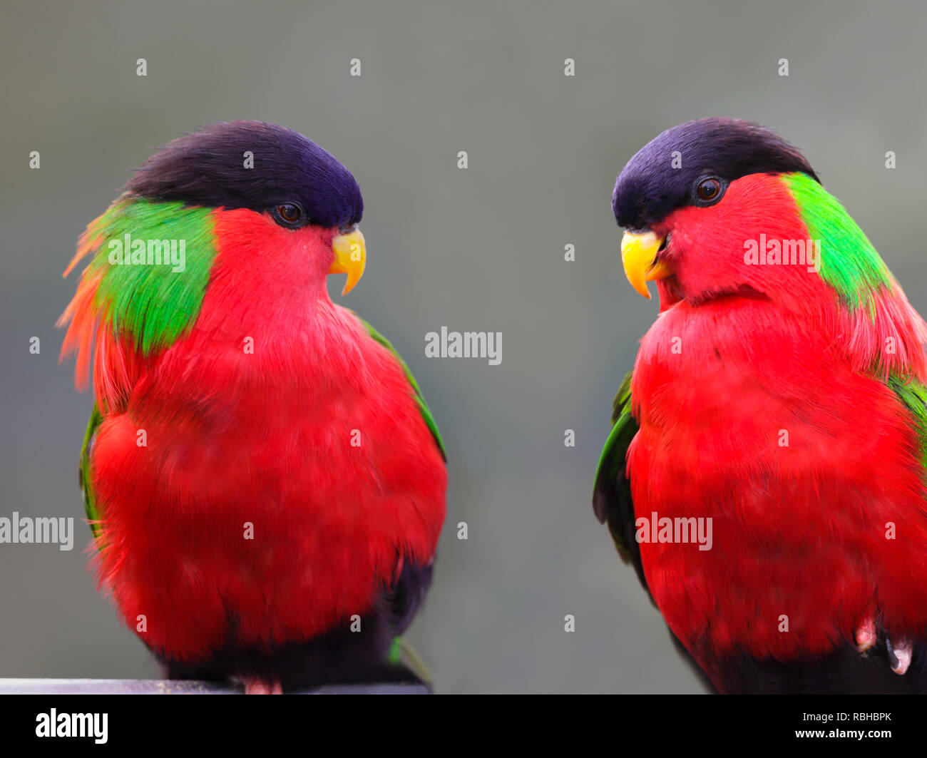 Colorful Collared Lory Phigys solitarius parrot Stock Photo