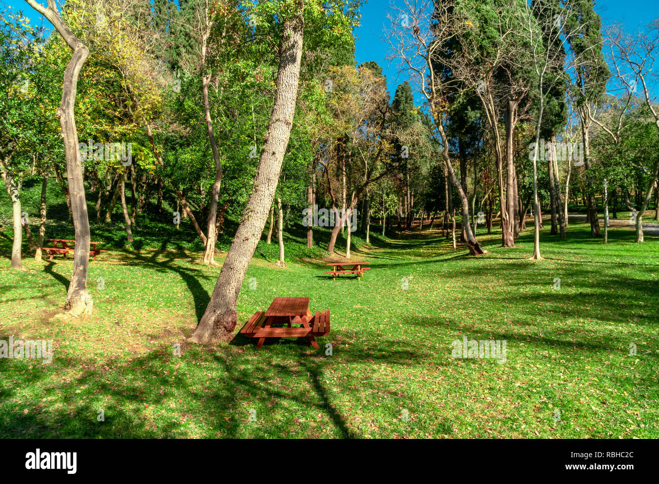 Green Meadow Area With Wooden Benches Around With Big Green Trees On Blue Sky Background Stock Photo Alamy