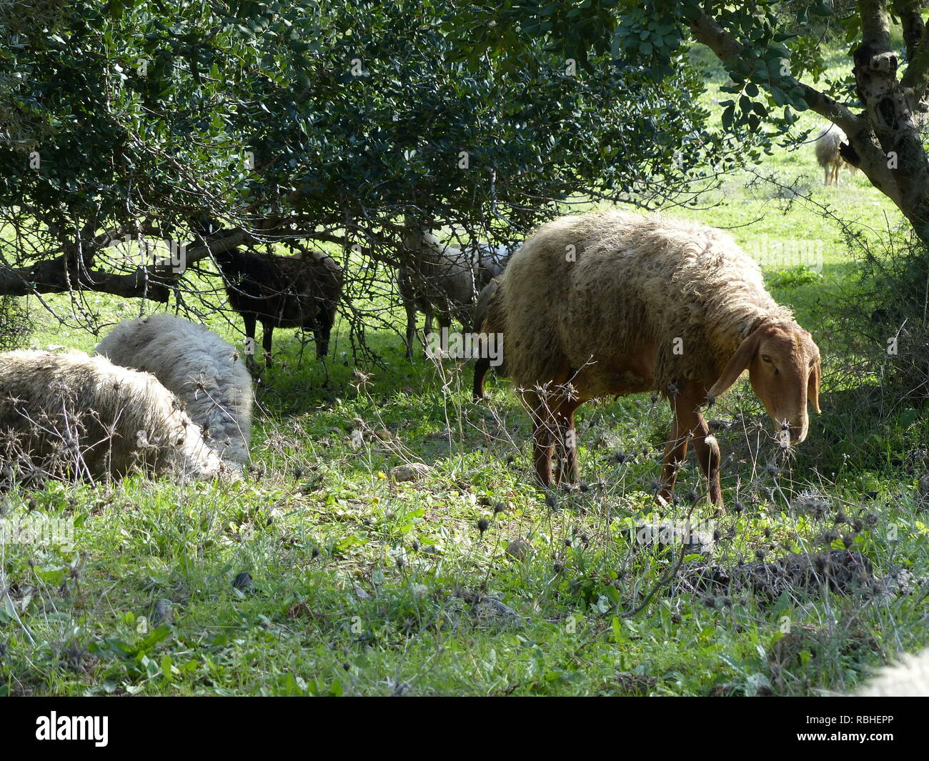 A herd of sheep grazes in a green field pasture Photographed in Israel in January Stock Photo