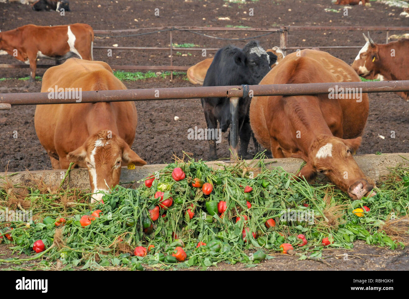 Dairy Farm. Cows are given surplus bell peppers to eat. Surplus vegetables are fed to livestock to prevent flooding the market with products and havin Stock Photo