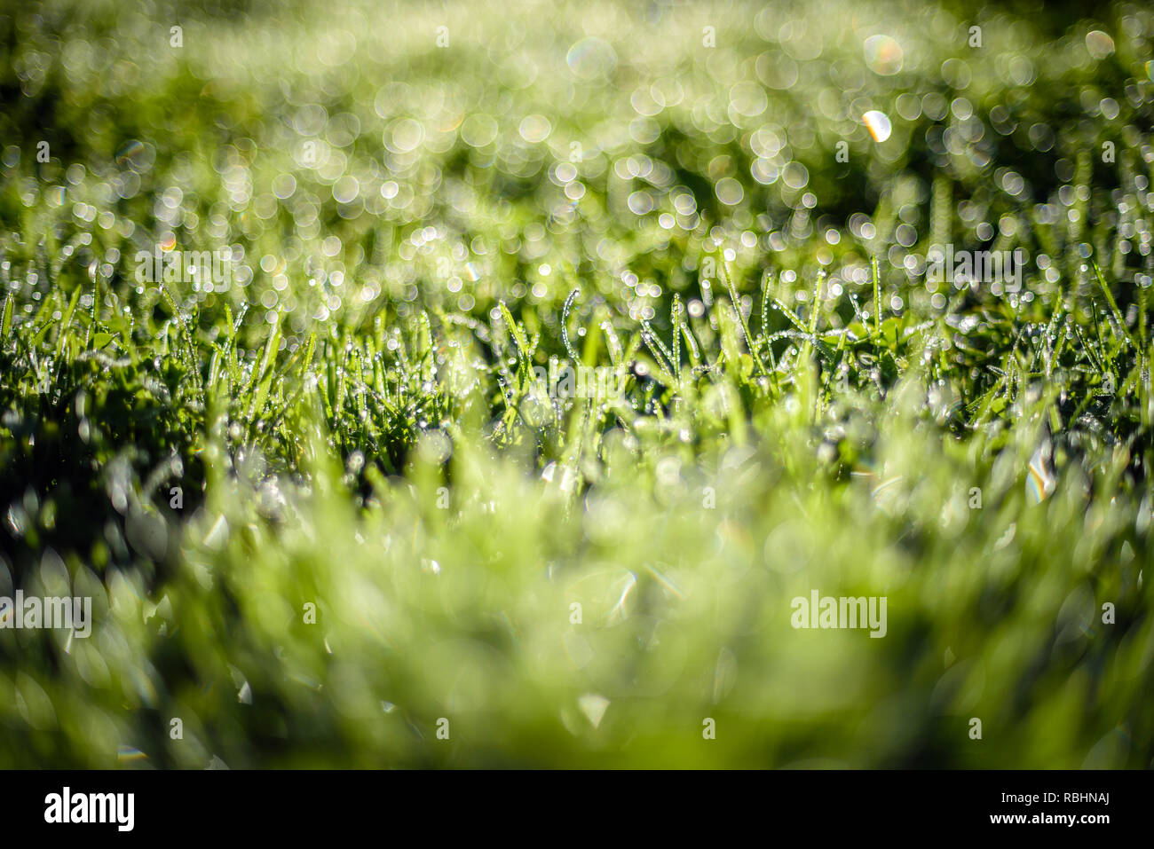 Fresh green grass with dew drops in sunshine and bokeh Stock Photo - Alamy