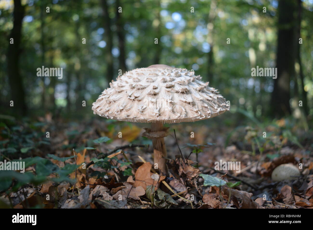 Parasol Mushroom Stock Photo