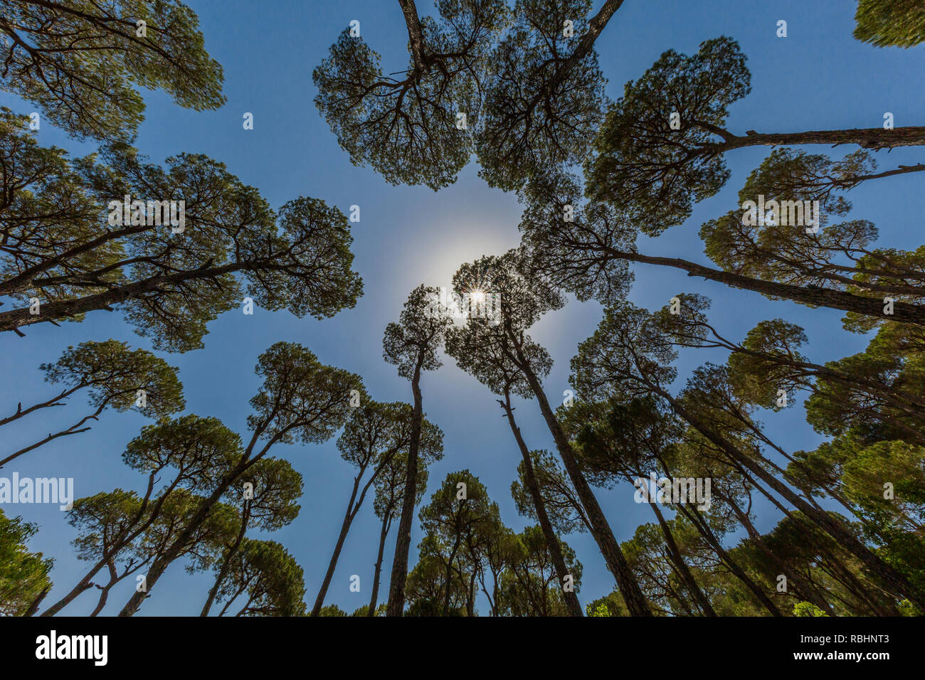 Pine trees forest of Jezzine in South Lebanon Middle east Stock Photo