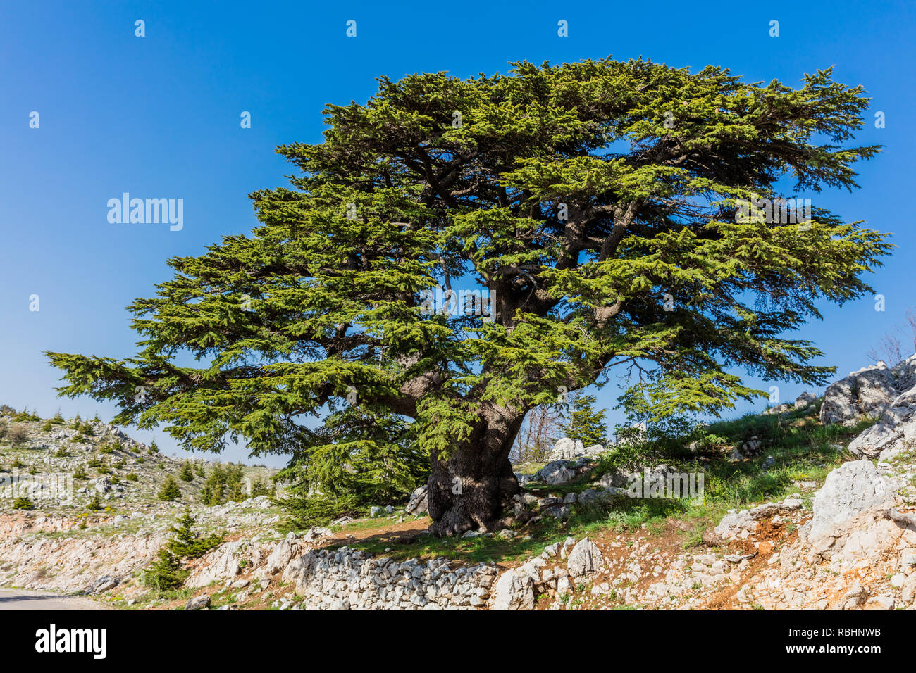 trees of Al Shouf Cedar Nature Reserve Barouk in mount Lebanon Middle