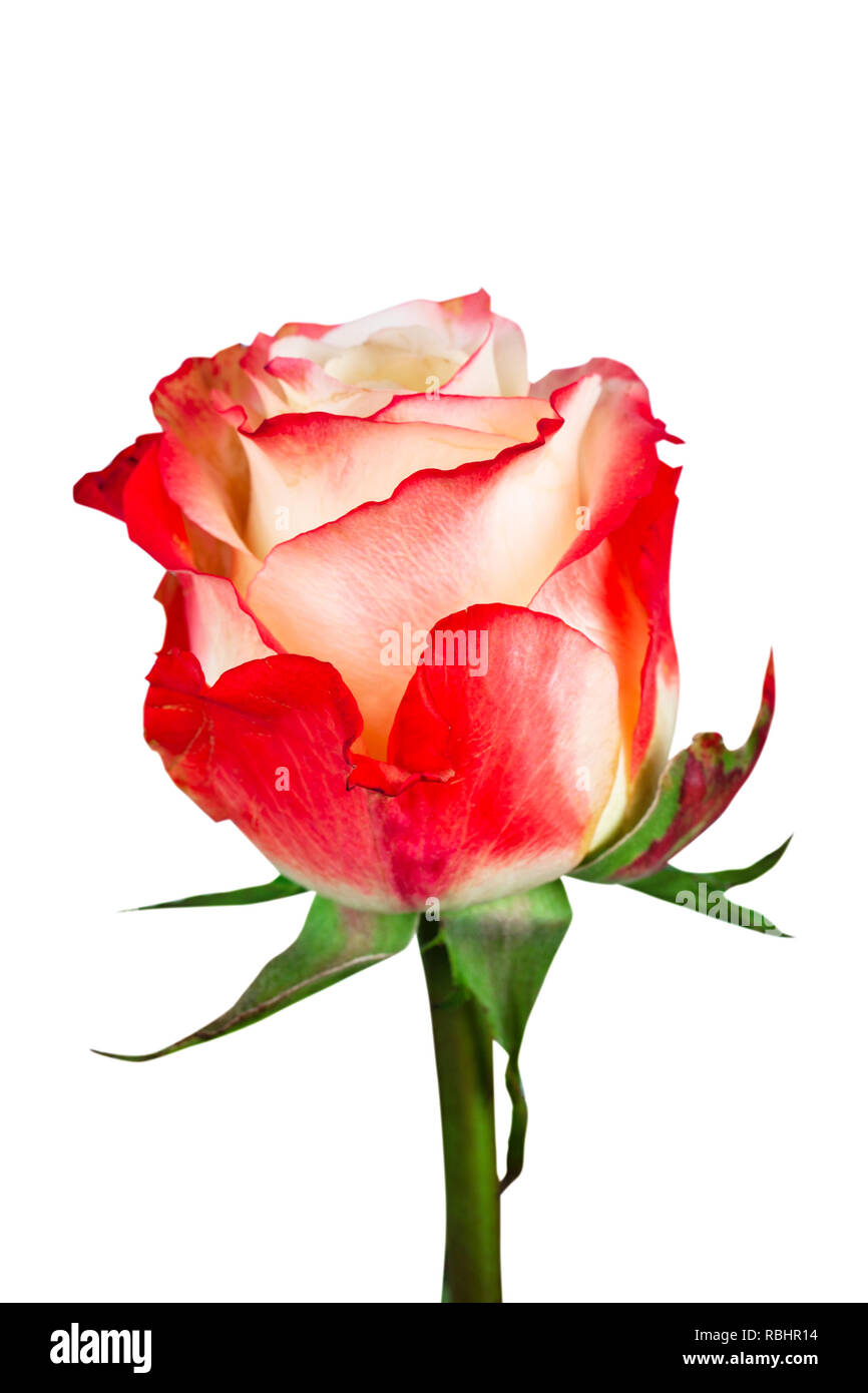 Beautiful multicolored rose isolated on white background. Stock Photo