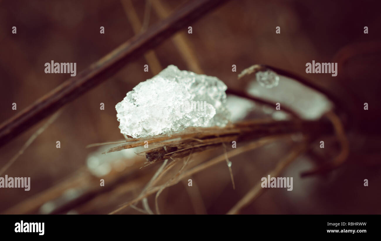 Ice on a plant Stock Photo