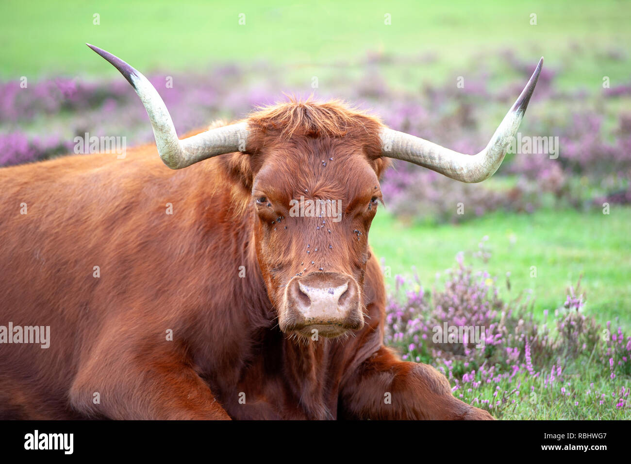 Close-up image of a highland cow covered in flies, resting amongst the summer purple heather in The New Forest National park, Hampshire, UK Stock Photo