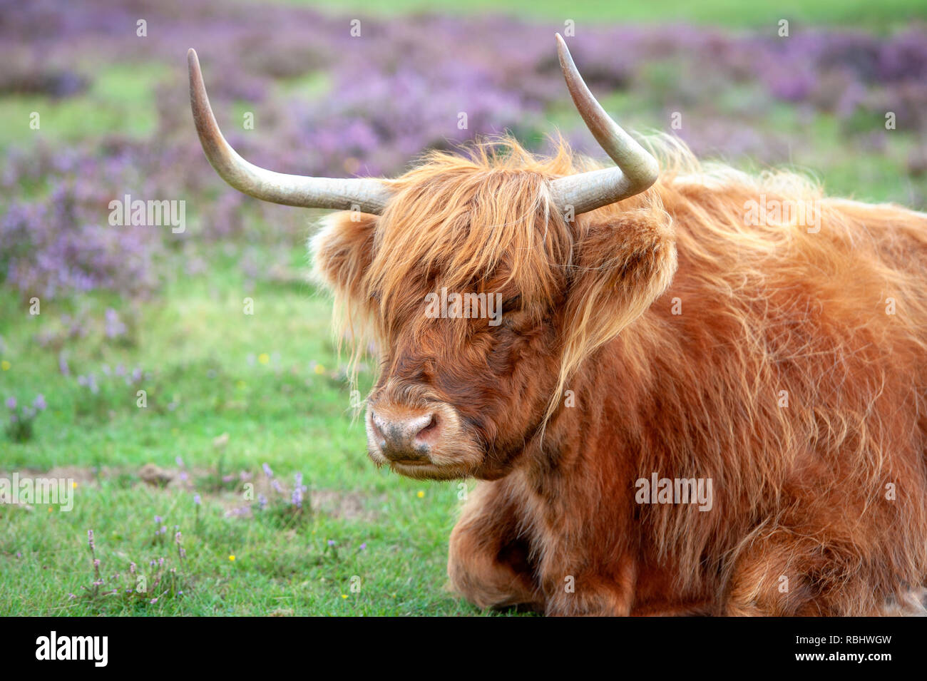 Close-up image of a highland cow amongst the summer purple heather in The New Forest National park, Hampshire, UK Stock Photo