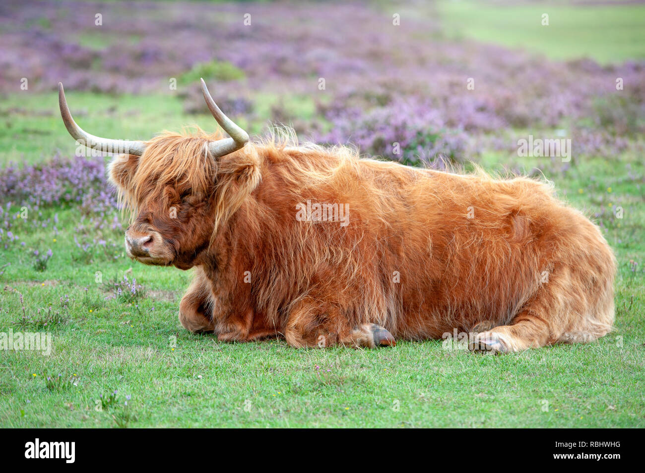 Close-up image of a highland cow amongst the summer purple heather in The New Forest National park, Hampshire, UK Stock Photo