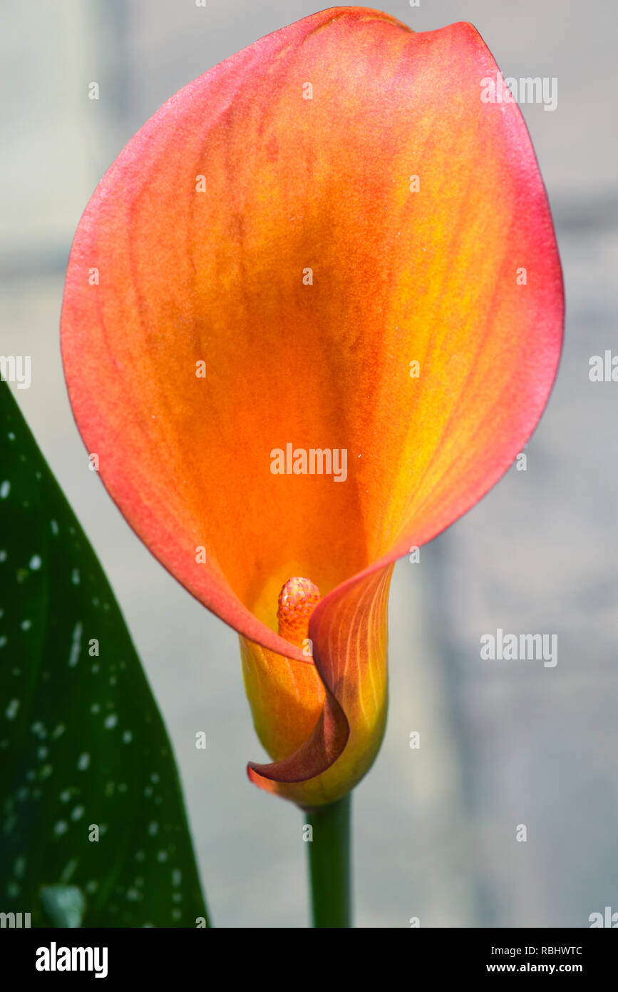 Cally lily Stock Photo